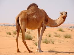 Human cells or bacterial cells? Fact Do You Know Why Camel Is Called Ship Of The Dessert Eustat