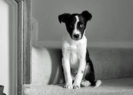 Black And White Border Collie Beagle Mix Scout The Border Collie Mix Collie Mix Border Collie Mix Border Collie