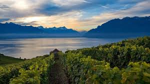 lavaux vineyard terraces the swiss wine route switzerland tourism switzerland tourism hiking trip trip
