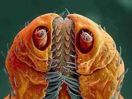 كيف تظهر بعض الحشرات تحت المجهر صورة ١٤ Microscopic Electron Microscope Microscopic Photography