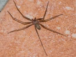 Image result for große winkelspinne biss haut reaktion