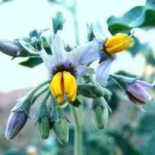 Image result for Solanum tettense