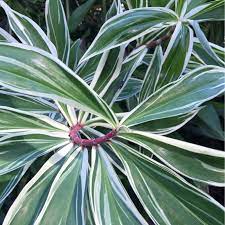 It also has attractive flowers that start out as maroon cones, and blossom into large white crepe flowers. Costus Arabicus Variegatus Variegated Spiral Ginger In Gardentags Plant Encyclopedia