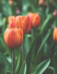 Obituary information for Wanda Gail Blackmon