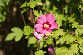 Die äußeren zweige werden kurz geschnitten jeweils über einer. Hibiskus Schneiden Anleitung Zum Ruckschnitt Hausgarten Net