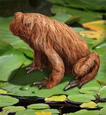 Siberian Long Haired Frog Large Bizarre Animals Unusual Animals Weird Animals