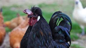Black chicken is chock full of antioxidants which helps it gain its superfood status. Fluffy Black Chicken Can Goth Up Halloween And Has Silkie Disposition Abc News