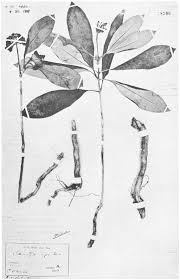 Image result for Rauvolfia mombasiana