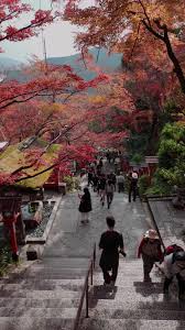 🍁 Fall colors in Kyoto 📍Kurama-Dera, JP