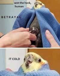 Parrot Budgerigar Bird Cockatiel Meme Internet Meme Humour Parakeet Wot The Heck Human Betrayal Funny Parrots Funny Animal Pictures Funny Animal Memes