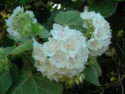 Image result for Dombeya