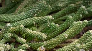 Image result for Euphorbia zambesiana