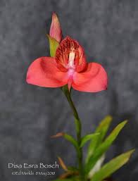 Image result for Rhipidoglossum pusillum