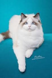  57 Best Anak Kucing Comel Ideas Haiwan Peliharaan Golden Retriever Haiwan Lucu