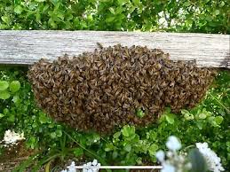 Free bee hive removal melbourne. Bee Hive Removal Free Gumtree Australia Free Local Classifieds