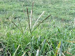 Image result for Eleusine