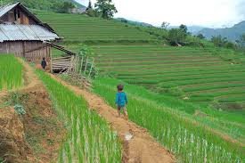 Thai binh is considered the rice basket and number one producer of rice in vietnam. Hd Wallpaper Vietnam River East East Asia Travel Rice Paddies Agriculture Wallpaper Flare