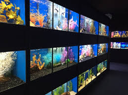 Aquarium Adventure