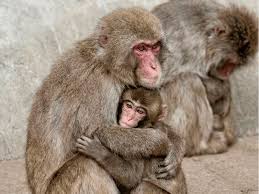 WATCH: Punch the monkey finally makes a friend