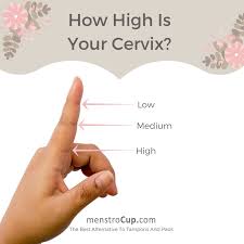 How To Choose A Cup Size The Height Of Your Cervix Is One Of The Important Factors To Consider When Selecting A Menst Menstrual Cup Menstrual Cup Folds Cervix