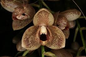 Image result for Holubia saccata