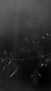 Black And White Plants Wallpaper Download Free Hd Wallpaper From Above Link Blackandwhite White Plant Leaf Nature Art In 2020 White Plants Plant Wallpaper White Wallpaper