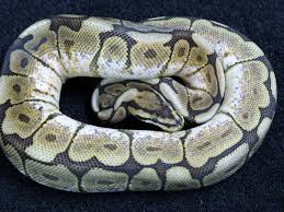 Ball Python, Special Spider 2012 - Twin Cities Reptiles