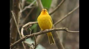 Canto Canario Da Terra Metralha Download Baixar Canto De Canario Da Terra Metralha 2 Notas Youtube