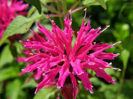 We did not find results for: 11 Beautiful Ohio Native Plants Every Gardener Needs