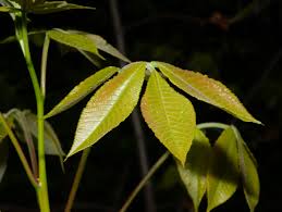 Image result for Carya