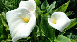 Whether you have a science buff or a harry potter fanatic, look no further than this list of trivia questions and answers for kids of all ages that will be fun for little minds to ponder. Which Flowering Plant Is In The Picture Trivia Questions