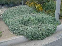 Silver and green heute bestellen, versandkostenfrei. Lessingia Flilaginifolia Silver Carpet Silver Carpet Front Yard Plants Plants Of The Southwest