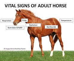 Equine Vital Signs Ecoequine