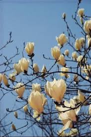 Planting and growing magnolias at home in co. How To Propagate Southern Magnolia From Cuttings Little Gem Magnolia Tree Magnolia Tree Landscaping Tree Care