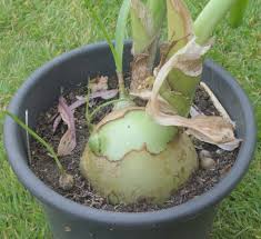 Image result for Albuca nigritana