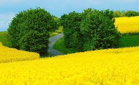 Find the best spring scenes wallpaper on wallpapertag. Hd Wallpaper Beautiful Spring Landscape Green Trees Seasons Yellow Flowers Wallpaper Flare