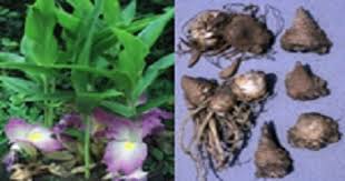 Image result for Siphonochilus aethiopicus