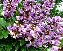 Image result for Millettia grandis