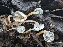 Image result for Strobilurus conigenoides