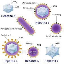 Cauzele hepatitei c | ce anume declanseaza hepatita c. Hepatita D