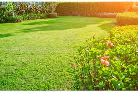 Outsidepride has a wide variety of grass seed available for purchase. Grass Seeds Best Grass Lawn Seed Nature S Seed