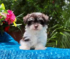 The havanese puppies for sale at royal flush havanese florida, 13790 treeline avenue, ft. Myhavanesepuppy Com Myhavanesepuppy Com