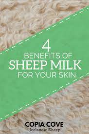 4 Benefits Of Sheep Milk For Skin Copia Cove Icelandic Sheep Butte Montana Usa Sheep Throw Pillow Styling Animals For Kids
