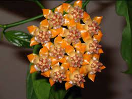 Pin On Hoya