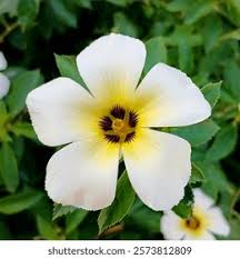 Image result for Turneraceae