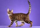 Toyger Kittens For Sale