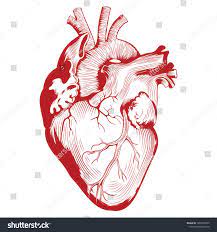 Anatomical Medical Illustration Human Heart Organ Illustration Isolated On White Vector Illustration Ad Heart Organ Abstract Line Art Medical Illustration