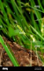 Image result for Sacciolepis indica