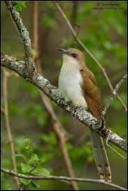 Birds Of The Southwest Usa Black Billed Cuckoo Wildlife Bird Life List Cuckoo
