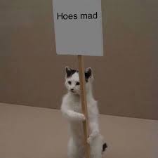 Hoes Mad Funny Cats And Dogs Mad Meme Funny Profile Pictures